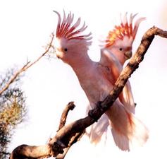 (c) Birdsoffaustralian.weebly.com
